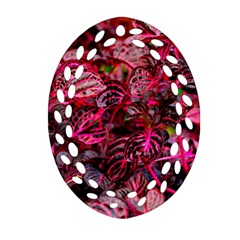 Red Leaves Plant Nature Leaves Oval Filigree Ornament (two Sides)