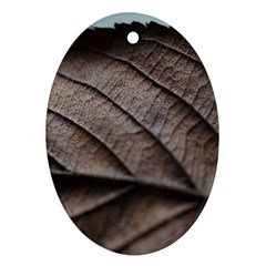 Leaf Veins Nerves Macro Closeup Ornament (oval) by Amaryn4rt