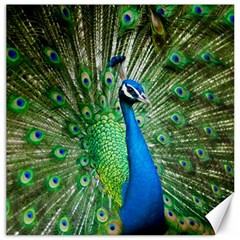 Peafowl Peacock Canvas 16  X 16 