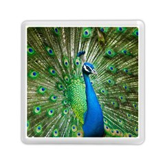 Peafowl Peacock Memory Card Reader (square)