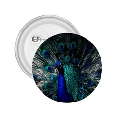 Blue And Green Peacock 2.25  Buttons