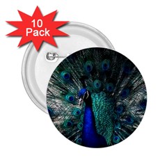 Blue And Green Peacock 2.25  Buttons (10 pack) 