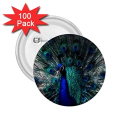 Blue And Green Peacock 2.25  Buttons (100 pack) 