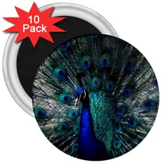 Blue And Green Peacock 3  Magnets (10 pack) 