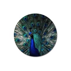 Blue And Green Peacock Magnet 3  (round)