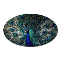 Blue And Green Peacock Oval Magnet