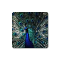Blue And Green Peacock Square Magnet