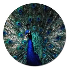 Blue And Green Peacock Magnet 5  (Round)