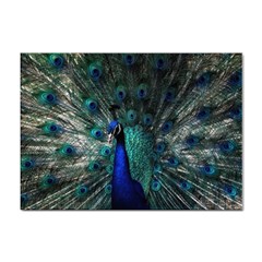 Blue And Green Peacock Sticker A4 (10 pack)