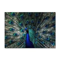 Blue And Green Peacock Sticker A4 (100 pack)