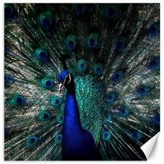 Blue And Green Peacock Canvas 16  X 16  by Sarkoni