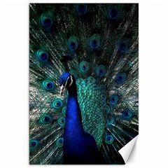 Blue And Green Peacock Canvas 20  X 30 