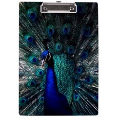 Blue And Green Peacock A4 Acrylic Clipboard