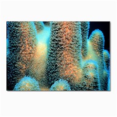 Photo Coral Great Scleractinia Postcards 5  X 7  (pkg Of 10) by Pakjumat