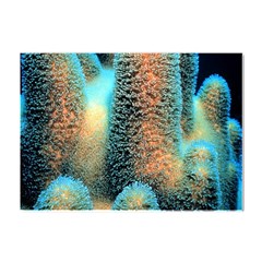 Photo Coral Great Scleractinia Crystal Sticker (a4) by Pakjumat