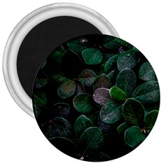 Dark Nature , Nature, Edeg 3  Magnets