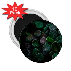 Dark Nature , Nature, Edeg 2.25  Magnets (10 pack) 