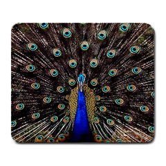 Peacock Large Mousepad by Ket1n9