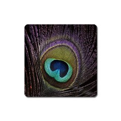 Peacock Feather Square Magnet by Ket1n9