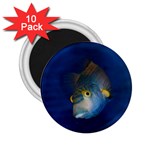 Fish Blue Animal Water Nature 2.25  Magnets (10 pack)  Front