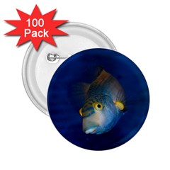 Fish Blue Animal Water Nature 2 25  Buttons (100 Pack) 