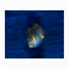 Fish Blue Animal Water Nature Small Glasses Cloth (2 Sides)