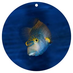 Fish Blue Animal Water Nature UV Print Acrylic Ornament Round