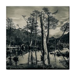 Dry Forest Landscape, Tierra Del Fuego, Argentina Tile Coaster by dflcprintsclothing