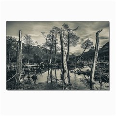 Dry Forest Landscape, Tierra Del Fuego, Argentina Postcard 4 x 6  (pkg Of 10) by dflcprintsclothing