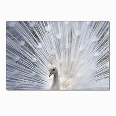 White Peacock Bird Postcard 4 x 6  (pkg Of 10) by Ndabl3x