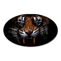 Tiger Angry Nima Face Wild Oval Magnet