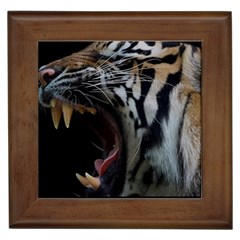 Angry Tiger Roar Framed Tile by Cemarart