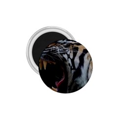 Angry Tiger Roar 1 75  Magnets