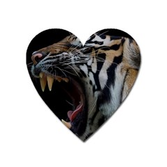 Angry Tiger Roar Heart Magnet