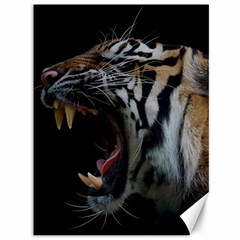 Angry Tiger Roar Canvas 36  X 48 