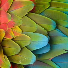 Parrot Feathers Texture Feathers Backgrounds Play Mat (square) by nateshop