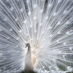 White Feathers, Animal, Bird, Feather, Peacock Play Mat (rectangle) by nateshop