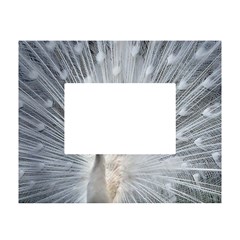 White Feathers, Animal, Bird, Feather, Peacock White Tabletop Photo Frame 4 x6  by nateshop