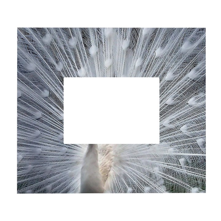 White Feathers, Animal, Bird, Feather, Peacock White Wall Photo Frame 5  x 7 