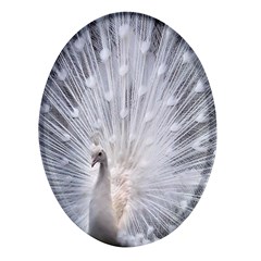 White Feathers, Animal, Bird, Feather, Peacock Oval Glass Fridge Magnet (4 Pack)