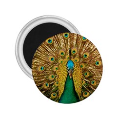 Peacock Feather Bird Peafowl 2 25  Magnets