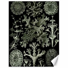 Weave Haeckel Lichenes Photobionten Canvas 18  X 24 