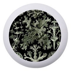 Weave Haeckel Lichenes Photobionten Dento Box With Mirror by Cemarart