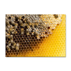 Honeycomb With Bees Sticker A4 (100 Pack) by Apen