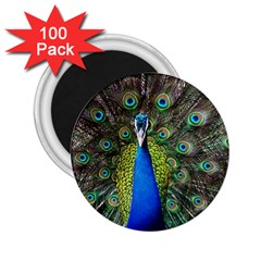 Peacock Bird Feathers Pheasant Nature Animal Texture Pattern 2 25  Magnets (100 Pack) 