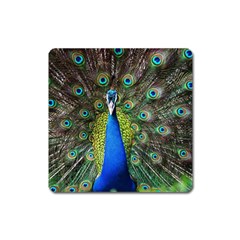 Peacock Bird Feathers Pheasant Nature Animal Texture Pattern Square Magnet