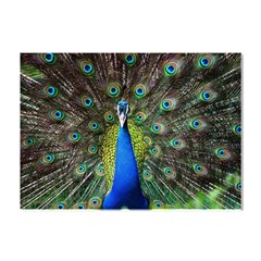 Peacock Bird Feathers Pheasant Nature Animal Texture Pattern Crystal Sticker (a4)