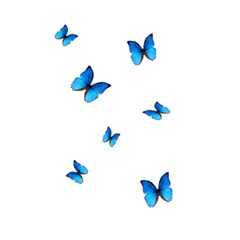 Butterfly-blue-phengaris Shower Curtain 48  x 72  (Small) 