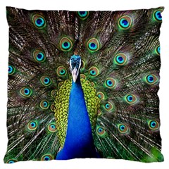 Peacock Bird Feathers Pheasant Nature Animal Texture Pattern Large Premium Plush Fleece Cushion Case (one Side)