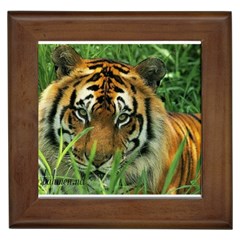 Tiger Framed Tile by ironman2222